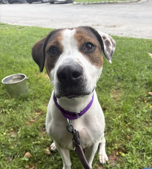 MIRABELLA AVAILABLE 8/21 - Hound available for adoption