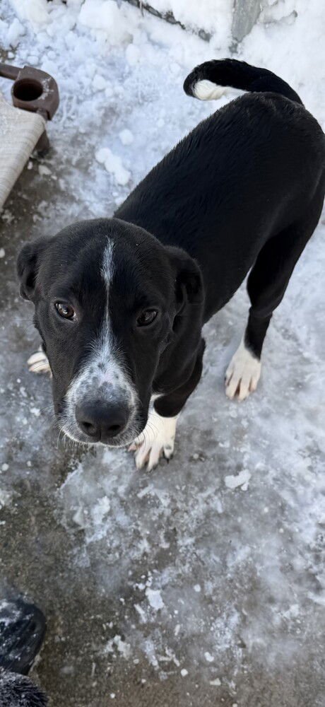 LUCAS - Hound available for adoption