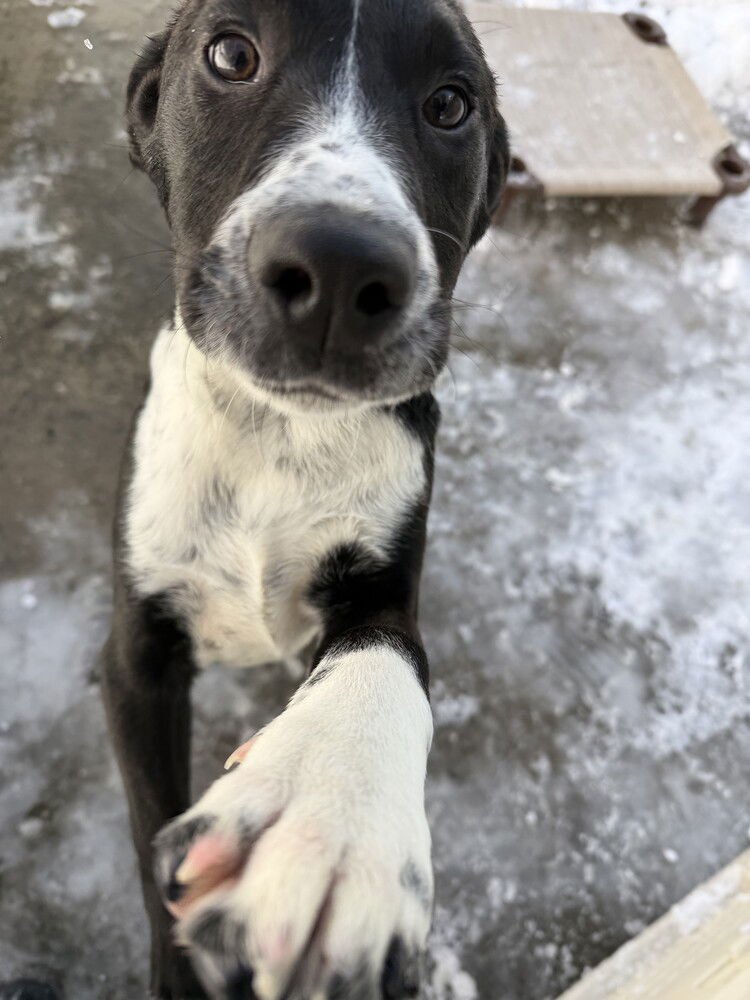 LUCAS - Hound available for adoption