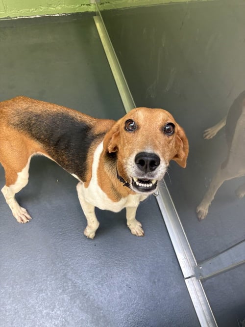 SANDI - Hound available for adoption