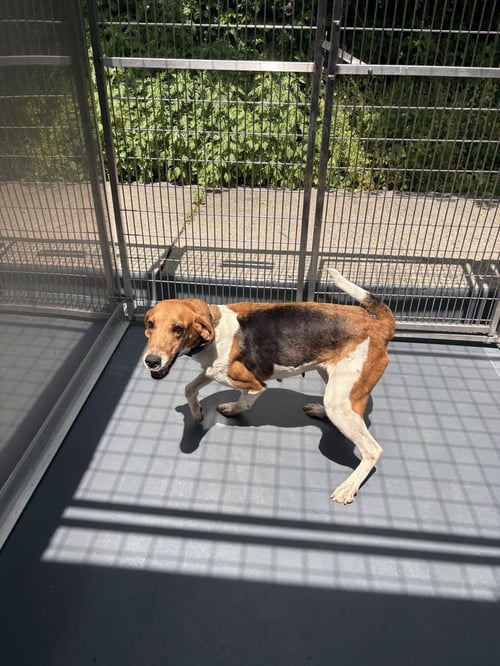 SANDI - Hound available for adoption