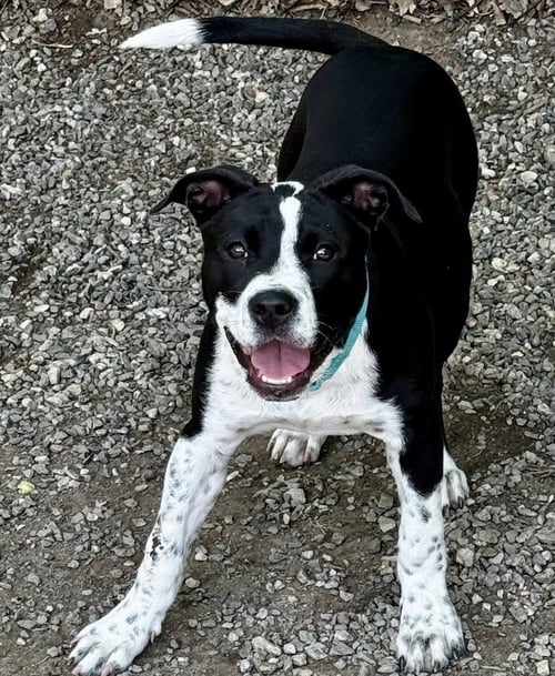 YIN - Unknown available for adoption