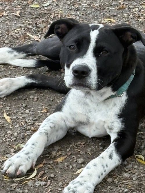 YIN - Unknown available for adoption