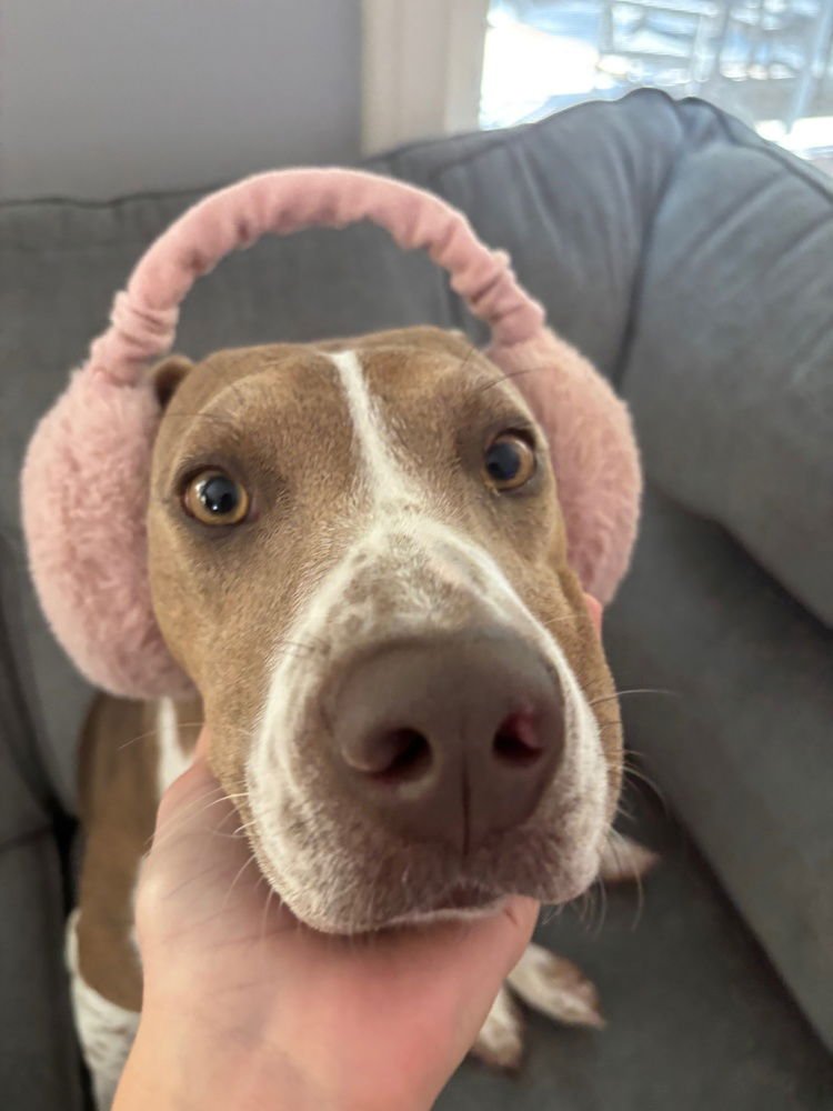 SUNNY **COURTESY POST - Unknown available for adoption