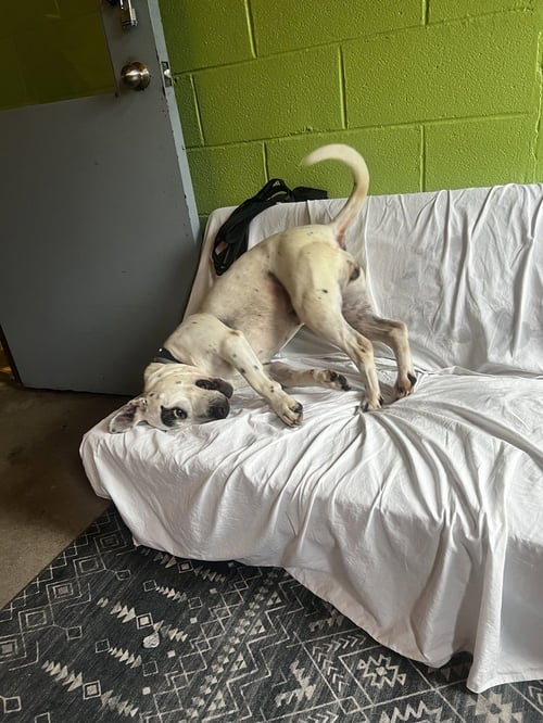 SMORES - American Staffordshire Terrier / Dalmatian available for adoption