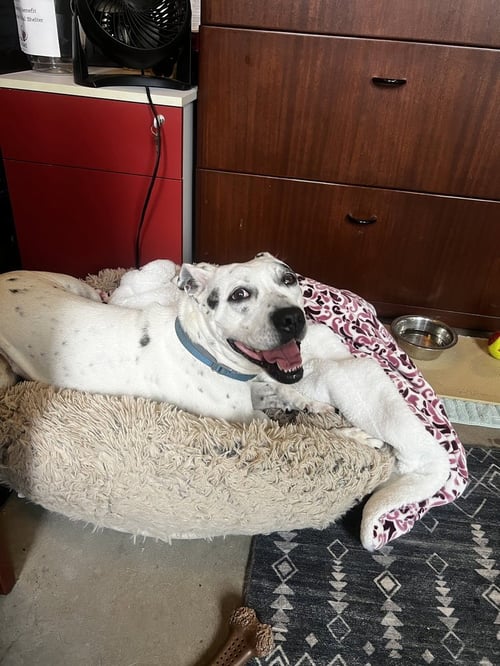 SMORES - American Staffordshire Terrier / Dalmatian available for adoption