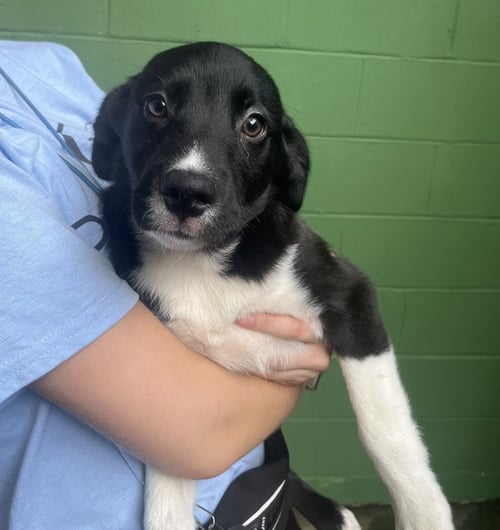 BUCATINI AVAILABLE 8/21 - Collie available for adoption