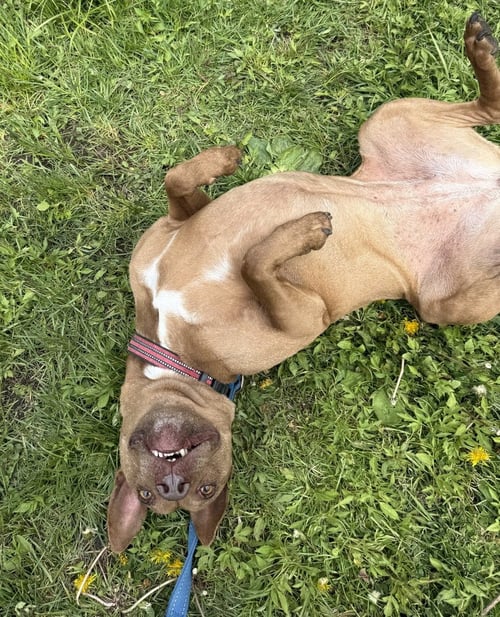 DESTINY - American Pit Bull Terrier / Italian Greyhound available for adoption