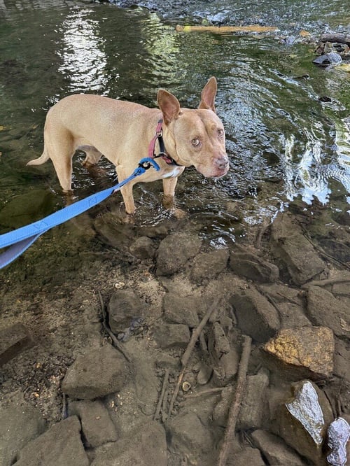 DESTINY - American Pit Bull Terrier / Italian Greyhound available for adoption