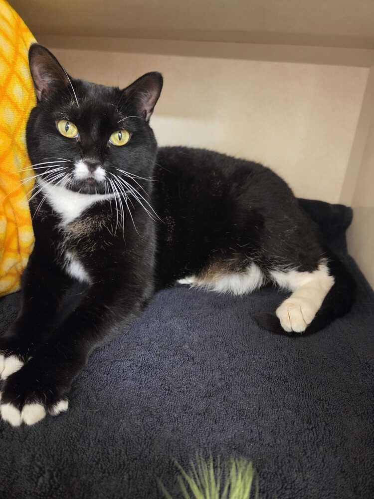 SABLE - AVAILABLE 2/11 - Domestic Short Hair available for adoption