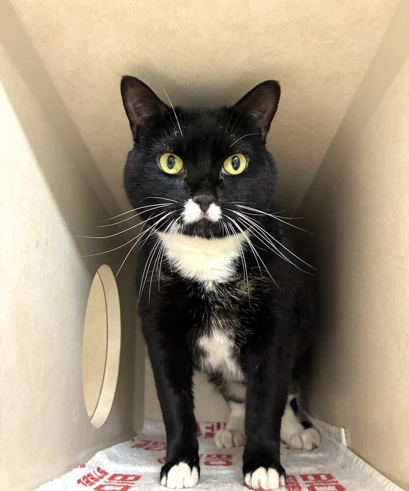 SABLE - AVAILABLE 2/11 - Domestic Short Hair available for adoption