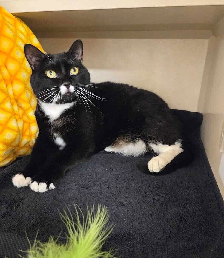 Sable - available 2/11 - Photo 3