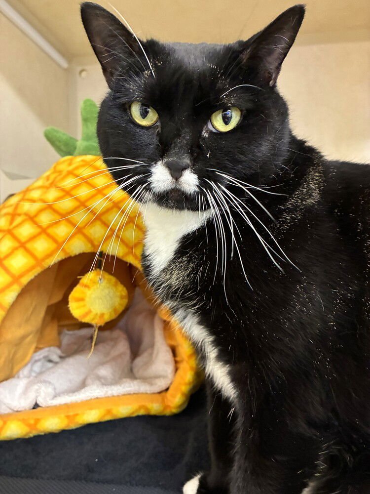 Sable - available 2/11 - Photo 4