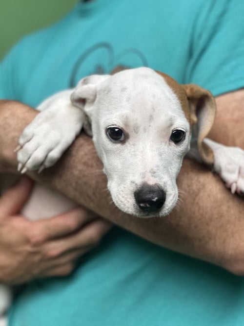 LIBRA - Terrier available for adoption