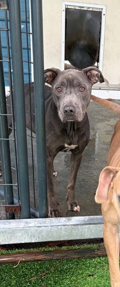 LOUISE AVAILABLE 10/30/26 - American Staffordshire Terrier available for adoption
