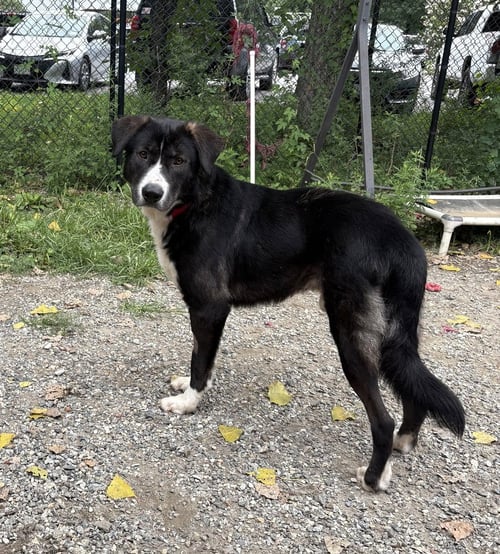 SPIKE AVAILABLE 8/20 - Retriever available for adoption