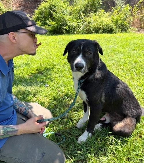 SPIKE AVAILABLE 8/21 - Retriever available for adoption