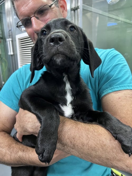 CHAKRA - Hound available for adoption