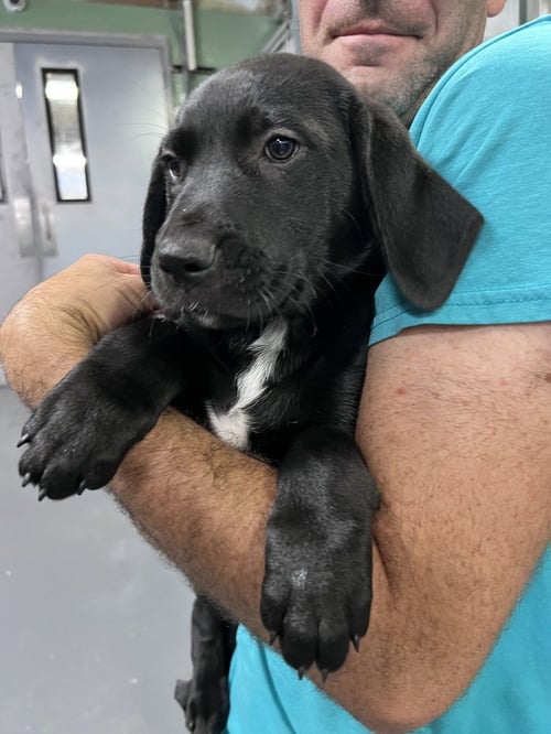 CHAKRA - Hound available for adoption