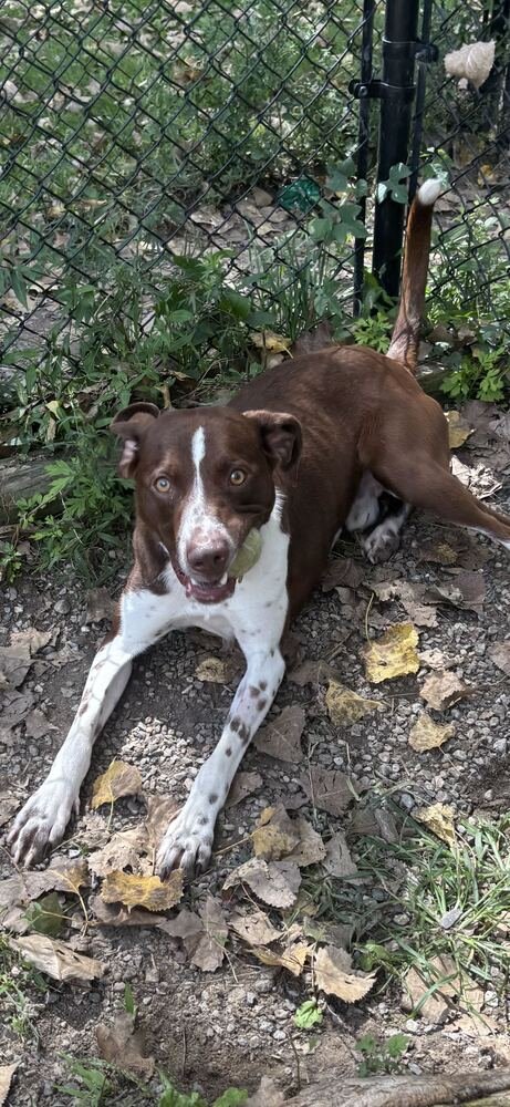 TREVOR AVAILABLE 9/15 - Pointer available for adoption