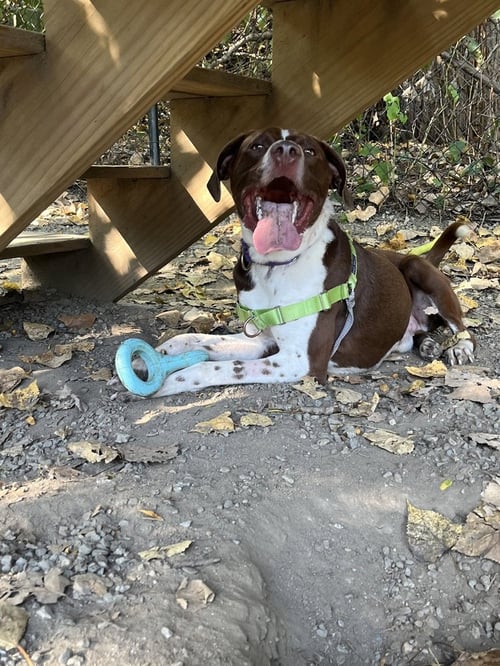 TREVOR AVAILABLE 9/15 - Pointer available for adoption