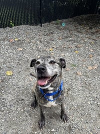 Buddy - Photo 1
