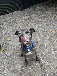 Buddy - Photo 2