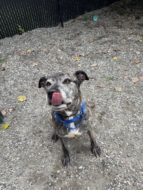 BUDDY - Terrier available for adoption