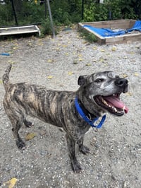 Buddy - Photo 3