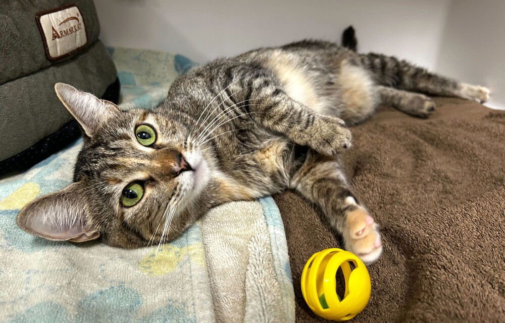 TULIP - Domestic Short Hair available for adoption