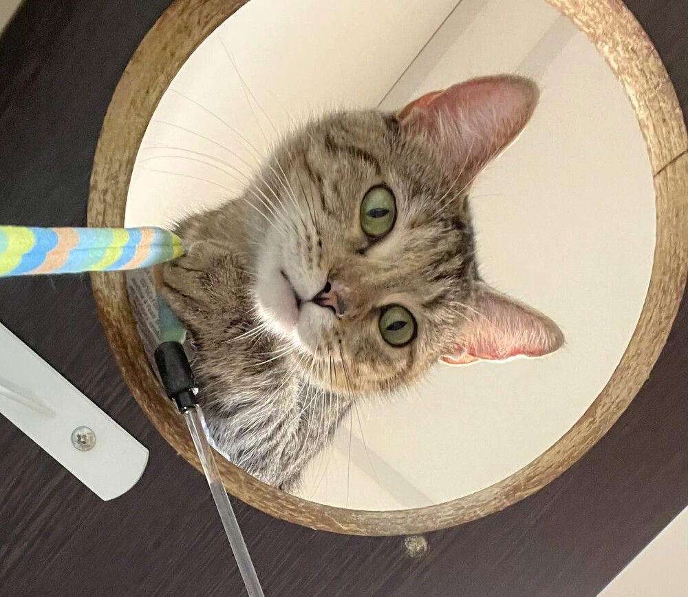 TULIP - Domestic Short Hair available for adoption