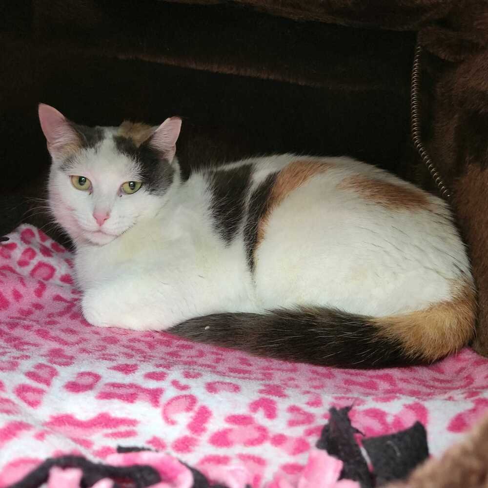 PATCHES - Domestic Short Hair available for adoption