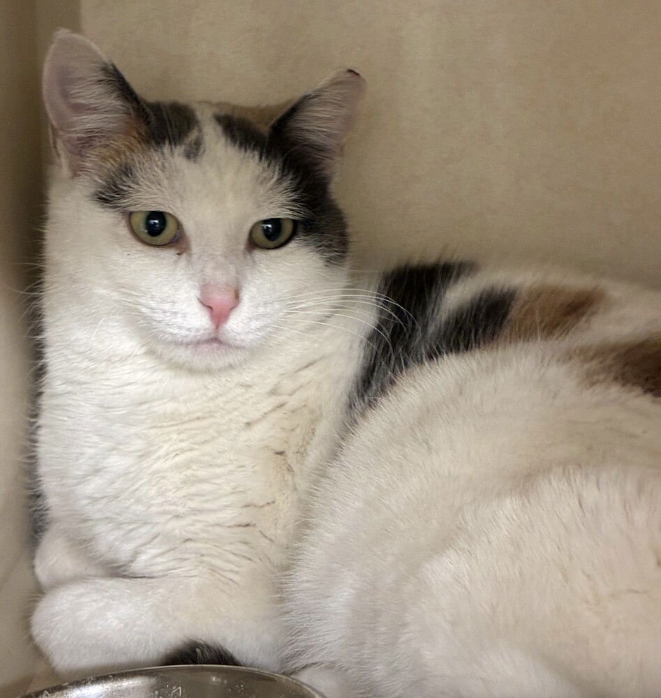 PATCHES - Domestic Short Hair available for adoption