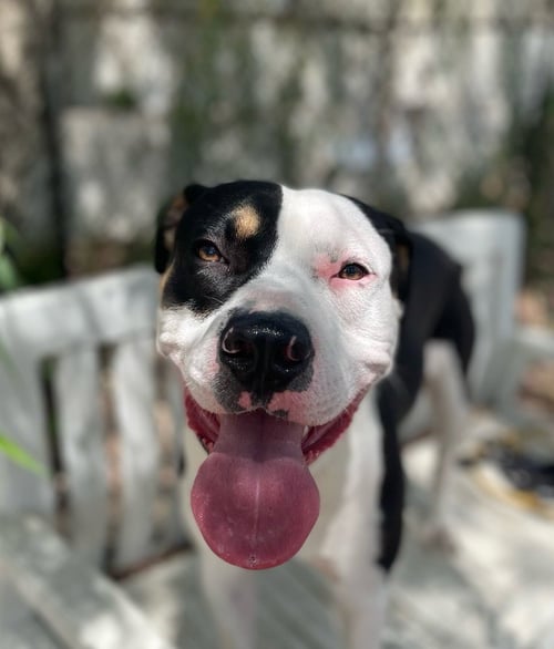 REX - Labrador Retriever available for adoption