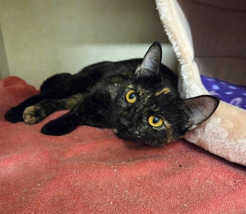 ROSALIND - AVAILABLE 9/26 - Domestic Short Hair available for adoption