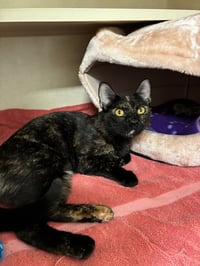 Rosalind - available 9/26 - Photo 3