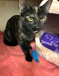 Rosalind - available 9/26 - Photo 4