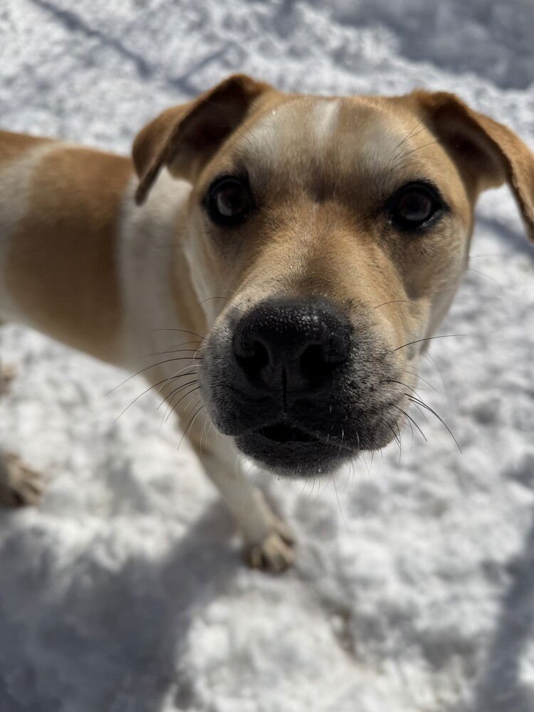 LENNY - Unknown available for adoption