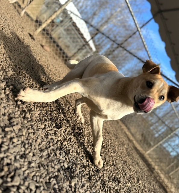 LENNY - Unknown available for adoption