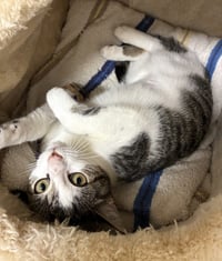 Jazz - available 10/25 - Photo 2