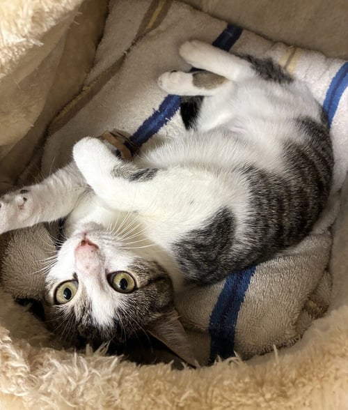 JAZZ - AVAILABLE 10/25 - Domestic Short Hair available for adoption