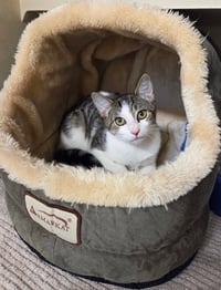 Jazz - available 10/25 - Photo 1