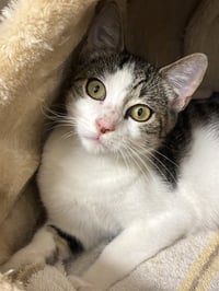 Jazz - available 10/25 - Photo 4