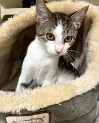 Jazz - available 10/25 - Photo 3