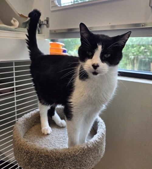 PAOLO - Domestic Short Hair available for adoption