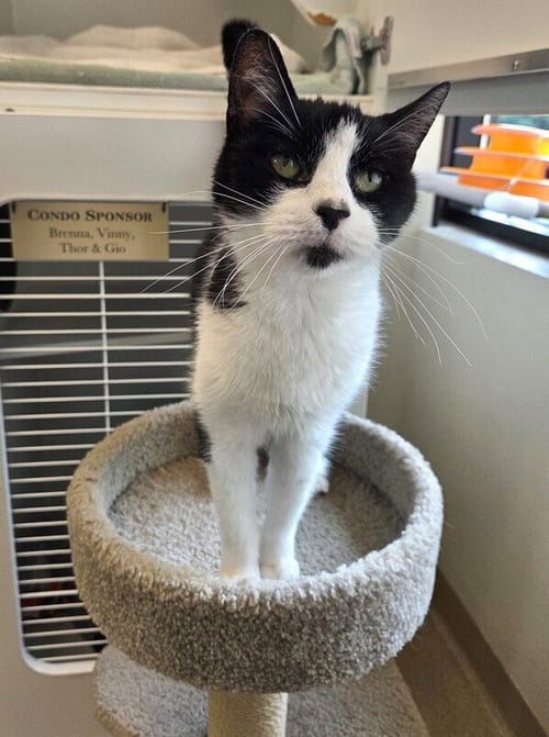 PAOLO - Domestic Short Hair available for adoption