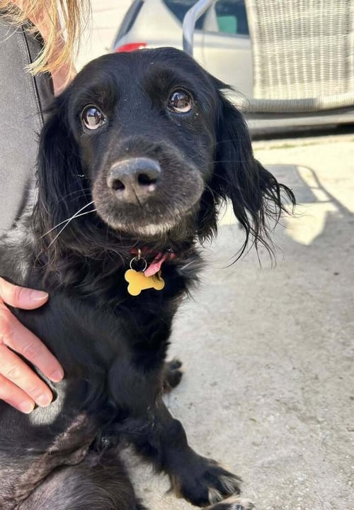 CLELIA **COURTESY POST - Spaniel available for adoption