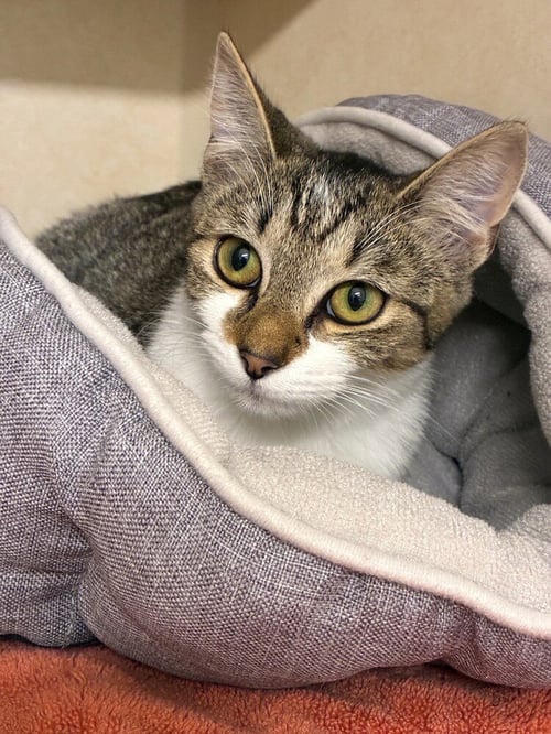 ROSEMARY - Domestic Short Hair available for adoption