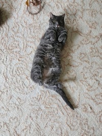 Shimmer - Photo 3