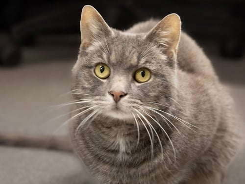 SHIMMER - Domestic Short Hair available for adoption